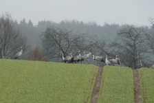P1090476.webp