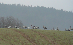 P1090474.webp