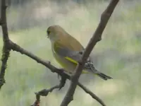 Grünfink_8927.webp