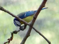 Blaumeise_8978.webp