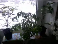 10_3Fuzzy.webp