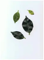 Kamelie.webp
