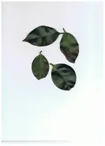 Kamelie2.webp