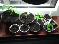 2013-03-03 14.49.41.webp