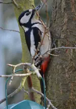 Prachtspechtweib.webp