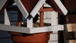 Garten - Frau Amsel im Futterhaus 1 12.01.2013.JPG