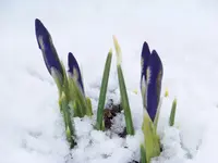 winter 009.webp