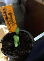 MiniAubergine.webp
