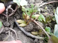 CIMG0042.webp