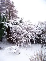 winter 003.webp