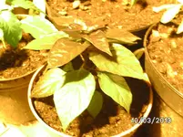 PDN 2.webp