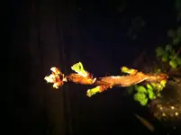 Foto.webp