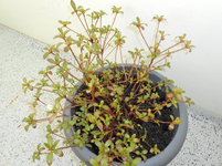 balkon3.webp