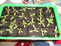 tomaten papa.webp