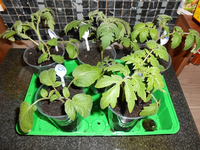 große tomaten.webp