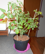 gartenperleblüht.webp