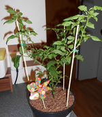 pepperoncini.webp