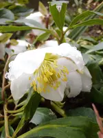 Christrose-1703.webp