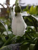 Schneeglöckchen_1677.webp