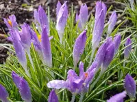 Krokus_1649.webp