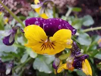 Stiefmütterchen_1715.webp