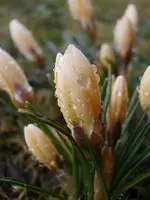 Krokus_1653.webp