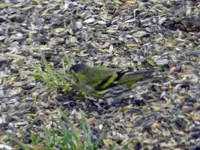 Erlenzeisig_8990.webp