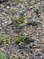 Erlenzeisig_8991.webp