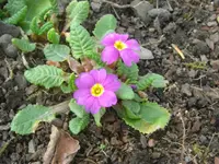 CIMG9779.webp