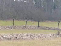 nochmal Osterhasi.webp