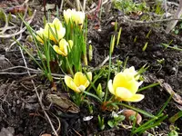 Krokus gelb.webp