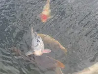 Koi.webp
