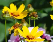 blume-gelb.webp