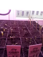 Dahlien, Schleifenblumen, Bauerorchideen, Kosmeen und Kohlrabis 11.3.webp
