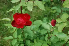 DSC_5810.2.webp