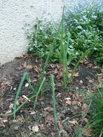 Winterheckenzwiebel.webp