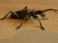 bug 002.webp