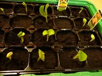 erste Zucchinis und Kürbisse.webp