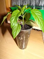 Sweet Cayenne Chili.webp