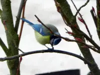 Blaumeise_9026.webp