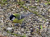 Kohlmeise_9035.webp