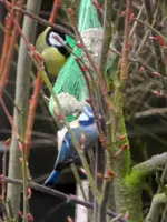 Blau- und Kohlmeise_9034.webp