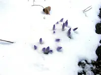 _Winter IV.webp