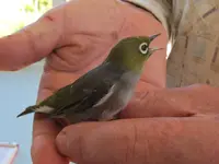 Wax- oder Silvereye v.webp