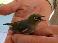 Wax- oder Silvereye v (2).webp