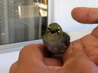 Wax- oder Silvereye v (4).webp