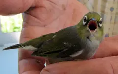 Wax- oder Silvereye v (5).webp