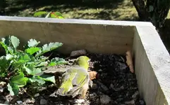 Wax- oder Silvereye v (6).webp