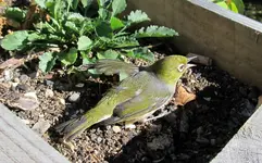 Wax- oder Silvereye v (7).webp
