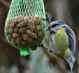 Blaumeise mit Zunge.webp